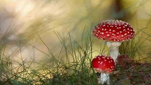 القاري يوسف كالو سورة المعارج 2019/12/29