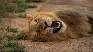 Lion Roars Under A Spectacular African Sunset