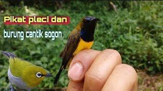 Mikat burung  pleci dan burung cantik sogon...🐦