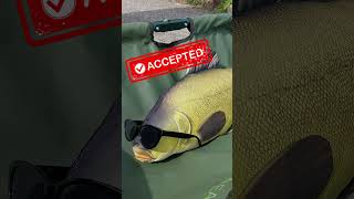 🎣 KOŁYSKA DELPHIN EASY SAFE – komfort i bezpieczeństwo dla Twoich karpi! 🐟