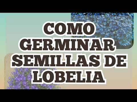 Video: Cultivo de lobelia a partir de semillas en casa