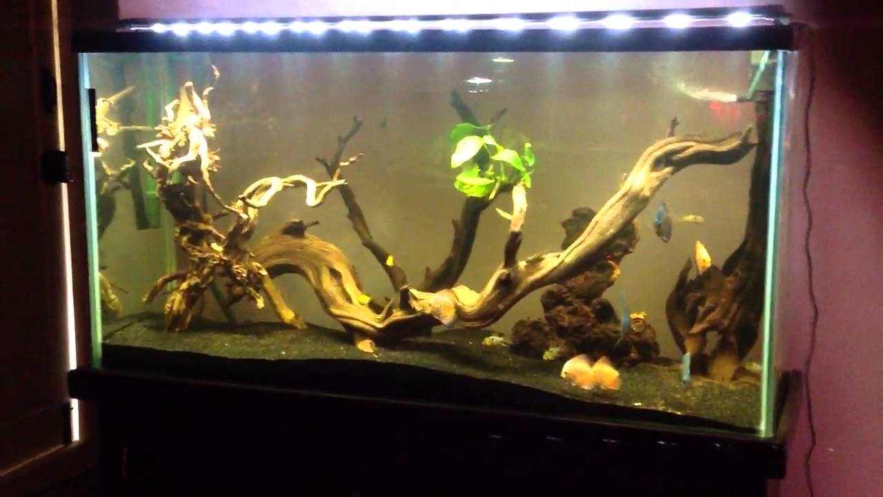 75 Gallon Discus Tank YouTube