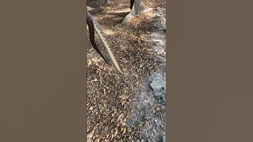 Spotted Python part 1 #spottedpython #greatstarttothemorning #firstspottedpythoniveevercaught