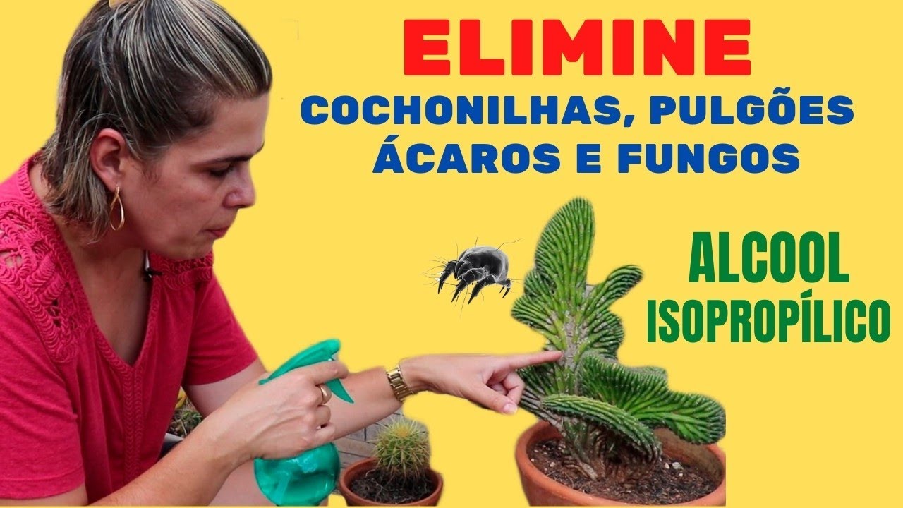 Mate PRAGAS e DOENÇAS das SUCULENTAS com Álcool isopropílico/ Grazi Bittencourt