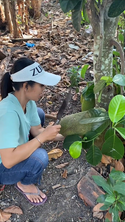 Wanita cantik panen cempedak