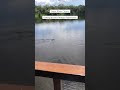 Giant river otters fishing #nature #amazonrainforest