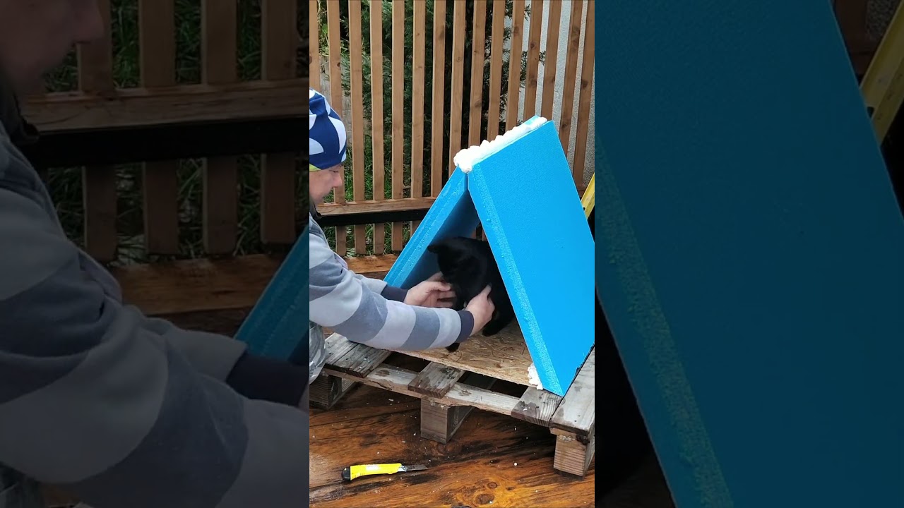 This Is How Cats Helped Make Them A Warm House