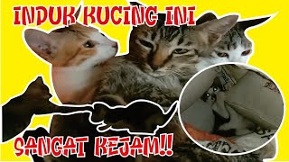 SOSIAL EXPERIMENT - INDUK KUCING MARAH KE ANAKNYA