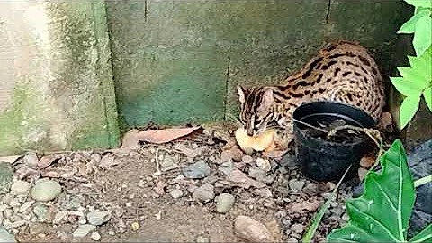 Watch the video about Chick And Duck **** By Asian Leopard Cat [Live Feeding Documenter