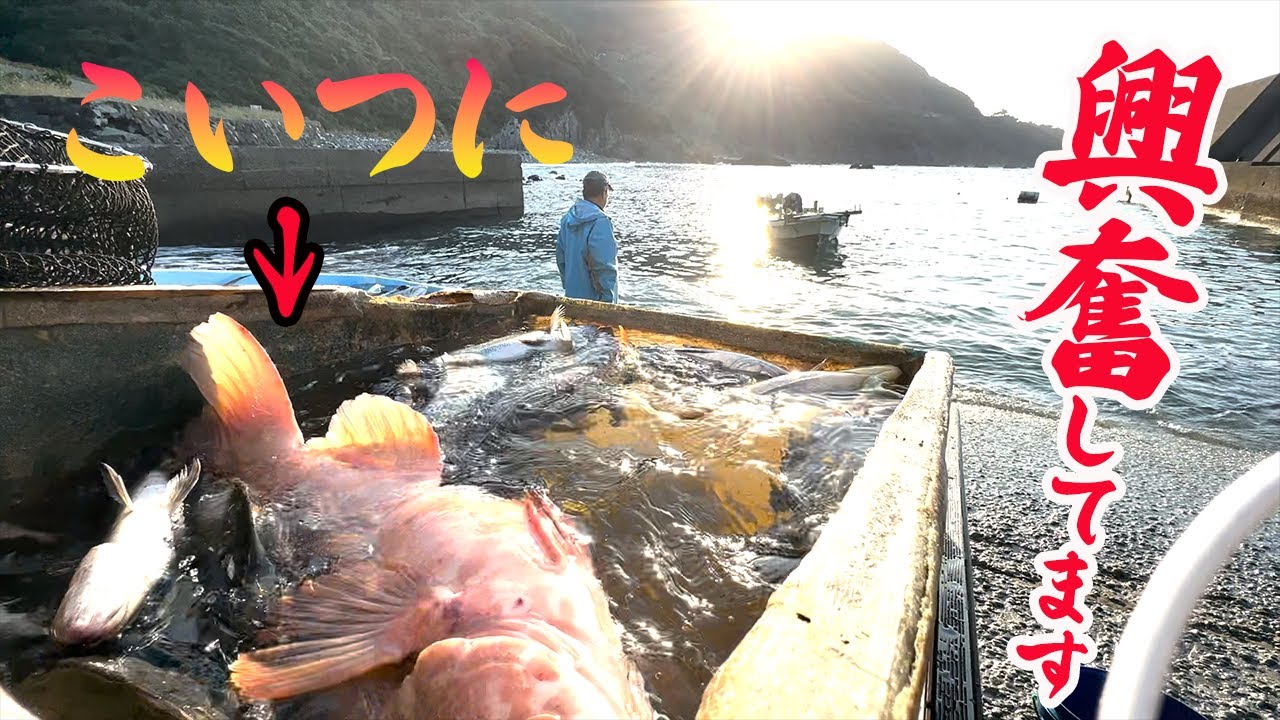 定置網がちぎれる程の寒波後に大物が取れました。