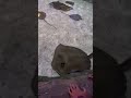 ​I touched a Stingray and it felt like... 😲