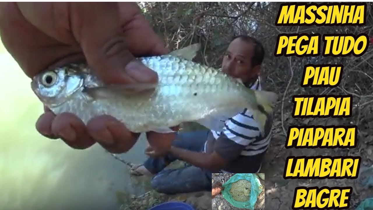 massa para pesca de tilápia, piau, piapara, bagre, lambari YouTube massa para pesca de tilápia, piau, piapara, bagre, lambari YouTube
