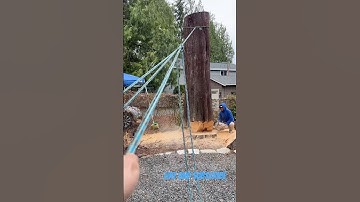 Felling a rotten cedar tree
