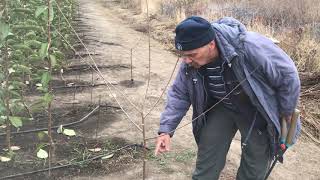 Питомник Маценко - Преимущество формировки черешни прямо в питомнике Ч.2