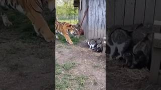 Shocking Angry Cat Fights Tiger To Save Her Kittens Tiger Runs Away