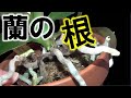【胡蝶蘭】【デンドロビウム】【バンダ】【カトレア】 根について 栽培して感じた特徴【蘭の生態、性質シリーズ】根-1
