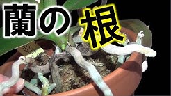 蘭チャンネル ぷるやせorchid Cultivation Youtube