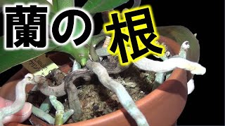 【胡蝶蘭】【デンドロビウム】【バンダ】【カトレア】 根について 栽培して感じた特徴【蘭の生態、性質シリーズ】根-1