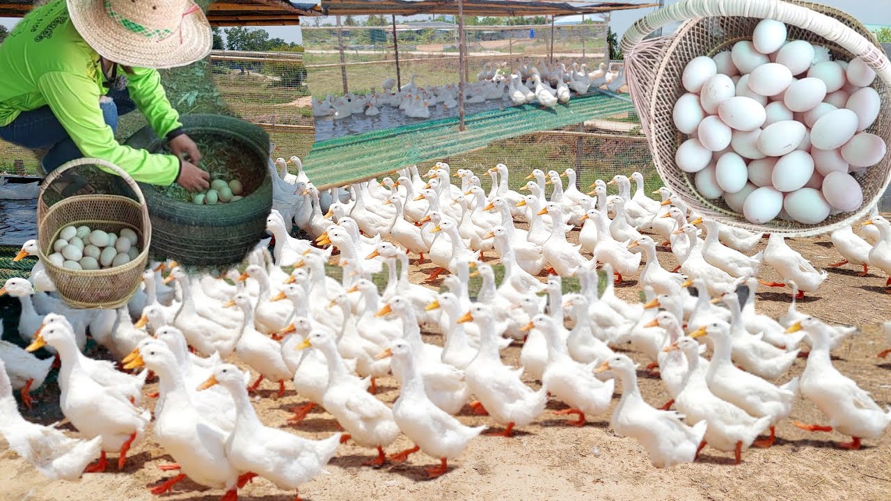 #เลี้ยงเป็ดเลี้ยงไก่เลี้ยงเป็ดไข่เลี้ยงเป็ดอี้เหลียง!!เลี้ยงง่ายโตเร็วสร้างรายได้อยู่กับบ้าน