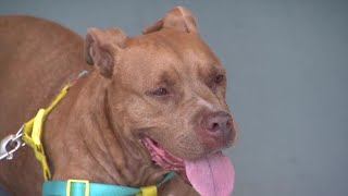 Abandoned pit bull recovering after being found with life-threatening gunshot wound in Lauderhill