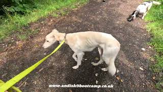 Ecollar training, Saluki Max