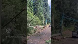 Biber Holz aufarbeiten mit der Durchzugsentaster und HSM 805HD