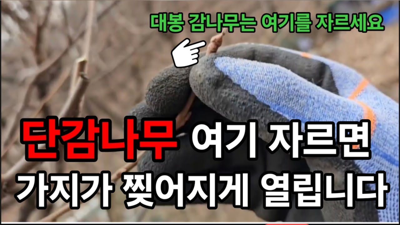 단감나무 대봉나무 이곳을! 자르면 감이 엄청크게 주렁주렁 열립니다! #감나무전지 #단감나무전지 #단감안열리는이유 #단감나무수형잡기 #대봉나무전지 #단감많이열리게하는법