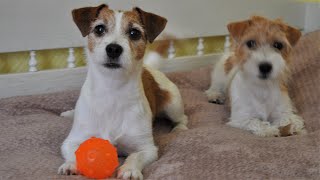 Mom and Puppy Jack Russell Terrier / funny dog / funny puppy by Hilda 8,179 views 2 years ago 8 minutes, 2 seconds