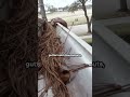 Gutters Roof Cleaning Prevents Leaks #shorts