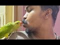 @birds-lover  is live! #baby #parot