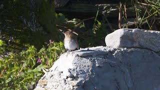 'First Landing'  - American Veery Thrush in Ireland