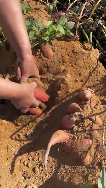 Delicious sweet potatoes dug from our farm that are so unique and sweet #farming #trending #agri