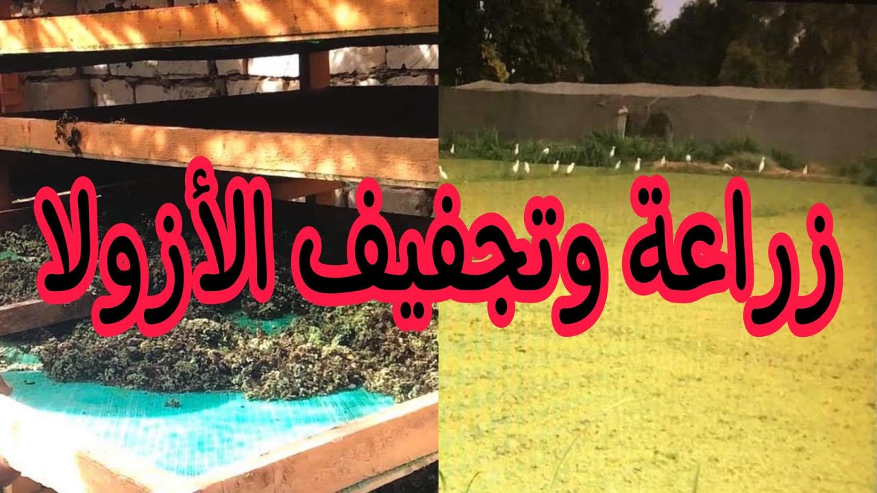 زراعة وإنتاج وتجفيف الأزولا.. نجاح مزرعة مواشي في تحقيق الاكتفاء الذاتي من عليقة الأزولا