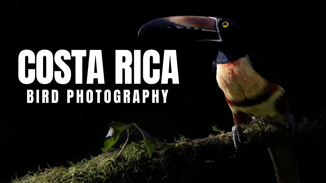 12 Day Bird Photography Adventure Costa Rica | Exploring Cloud Forest & Jungle