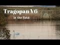 Wildlife Photography Hide | Tragopan V6 in the Field