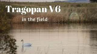 Wildlife Photography Hide | Tragopan V6 in the Field