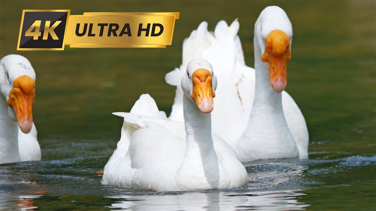 Relaxing Geese Sounds & Swimming | Pure Surroundings [4K] - YouTube