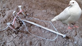 How to make a bird trap 3    آموزش ساخت تله پرنده نوع 3