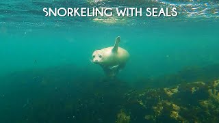 Snorkeling with Seals | Sälsafari Lotshotellet | West Coast of Sweden 2020