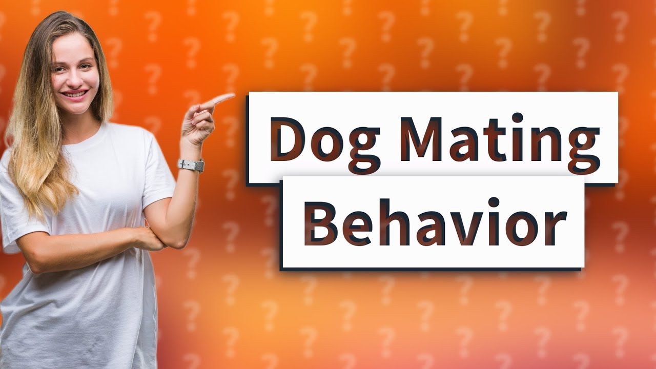 How do dogs act when they want to mate? YouTube