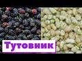 Как это сделано | Шелковица/Тутовник | Mulberry