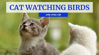 Cat watching birds | Black cat funny video | Cats and kittens | Cats with birds by Only Oreo cat 45 views 3 years ago 1 minute, 52 seconds