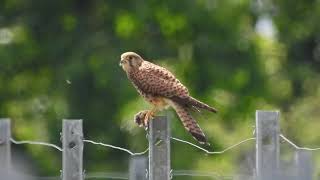 Turmfalke mit seiner Nahrung
