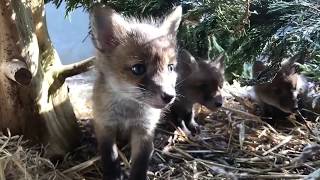 Cuan Wildlife Rescue: fox Cubs