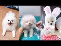 Tik Tok Chó phốc sóc mini Funny and Cute Pomeranian Videos #11