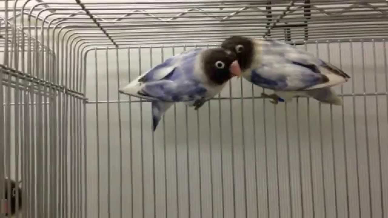 レア キエリクロボタン Personata ヴァイオレットdfヘビーパイド ヴァイオレットsfヘビーパイド Masked Lovebird ぺありー Youtube