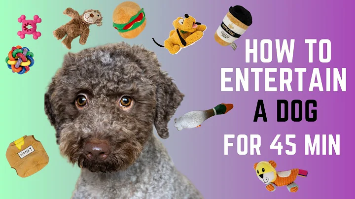 3 DIY Enrichment Dog Toys ~ How to entertain your dog at home