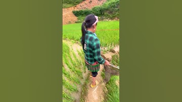 Cá chép ruộng P1 | Trên Bản Mông tập 30 #HungNguyen