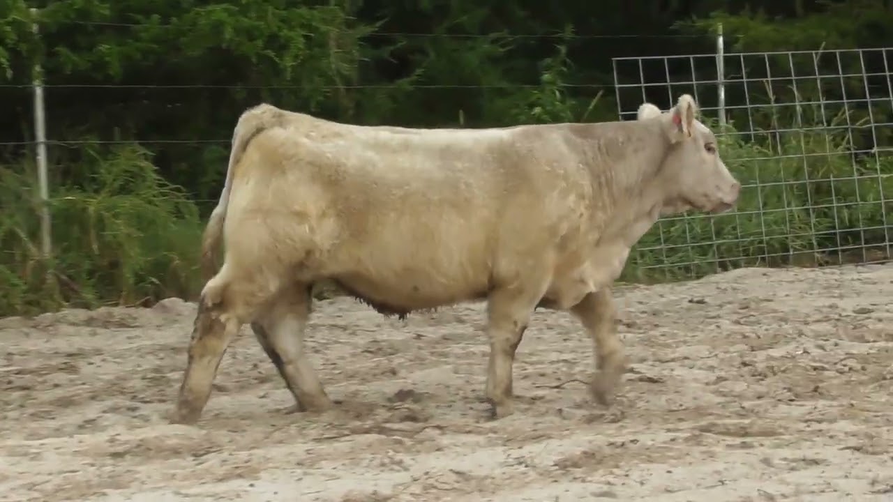 West Fork Ranch - Lot 5