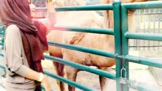 Download Lagu Nafas silvana.. Masih adakah cinta untukku MP3